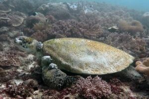 Green turtle with fibropapillomatosis tumors in Kenya