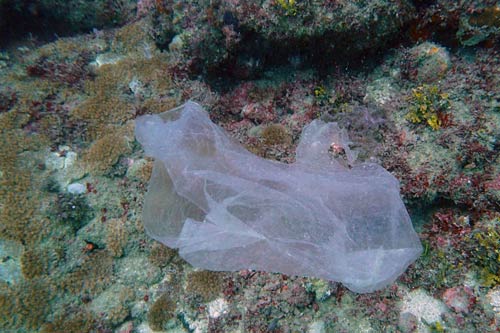 A plastic bag on a coral reef in Kenya