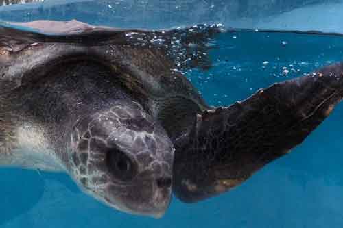 Olive ridley turtle patient Thomas at the ORP Turtle Rescue Centre Maldives