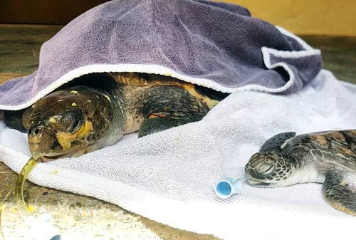 Olive ridley turtle Myrtle and baby green turtle Sherbert at ORP Turtle Rescue Centre, Maldives