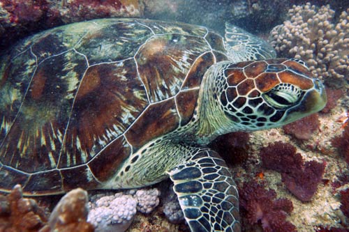 Green turtle on a reef in Kenya. Image.