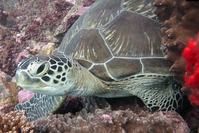 Adopt a turtle in Kenya.