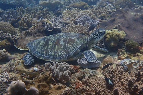 A green turtle resting on a reef, Kenya. Adopt a turtle in Kenya. Image.