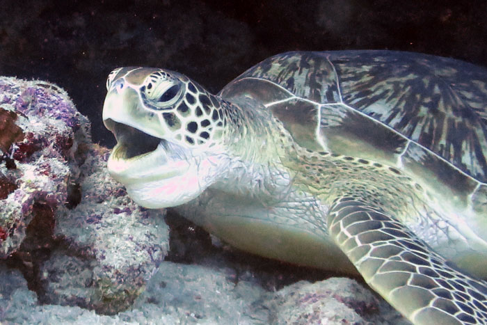 Green turtle "throat-pumping". Image.