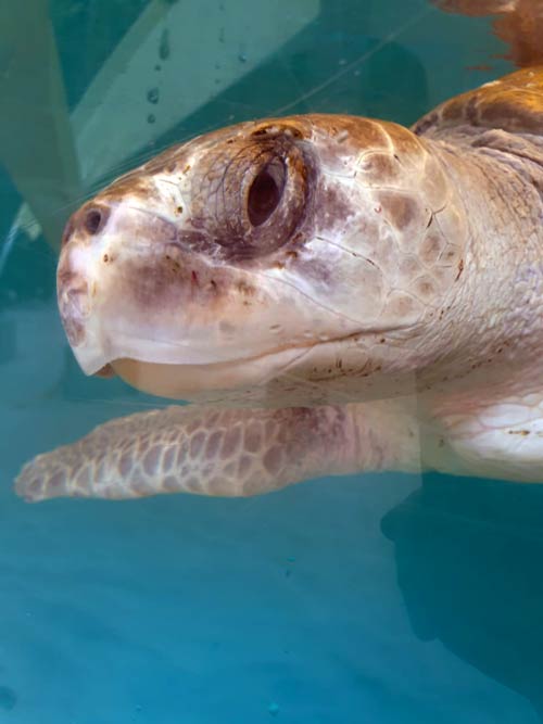 Olive ridley turtle Lucky at ORP Turtle Rescue Centre Maldives