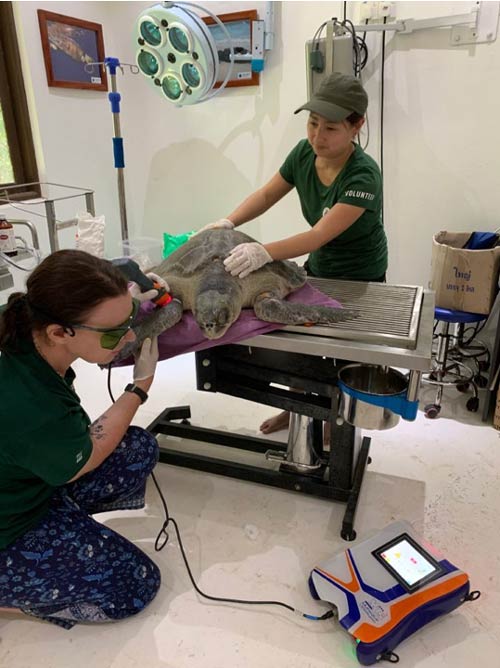 Turtle patient Lucky having laser treatment on her wounds