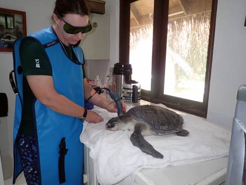 Turtle patient Elba having laser therapy to break down scar tissue