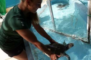 Kim practicing in-water physiotherapy on Eve to help the scar tissue on her front flipper loosen to retain the range of motion.