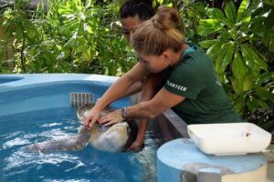 Kim giving Joy an intramuscular injection of Antibiotics to treat Osteomyelitis.