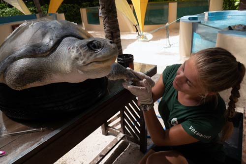 2019 Rolex Scholar Kim treating Thomas' wounds from the entanglement in ghost gear