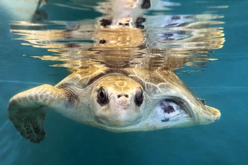 Turtle patient Azura at the ORP Marine Turtle Rescue Centre, Maldives.