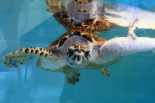 Crticially endangered hawksbill turtle patient KG injured by spear gun, Maldives