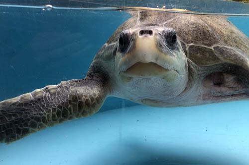 Long-term turtle patient Heidi at the ORP Rescue Centre, Maldives.