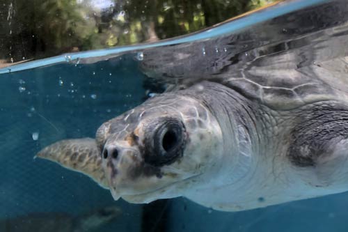 Baby turtle patient Artemis at the ORP Marine Turtle Rescue Centre.