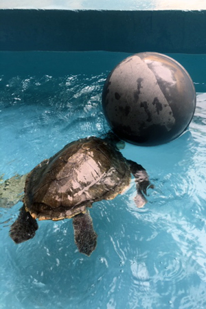 Turtle patient Artemis playing with a ball for enrichment whilst recovering at the ORP Marine Turtle Rescue Centre, Maldives