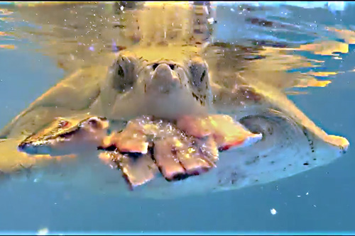 Turtle patient Azura enjoying a fish-icle for enrichment