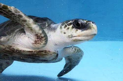 Turtle patient Elba fully recovered from ghost gear entanglement and ready to be released