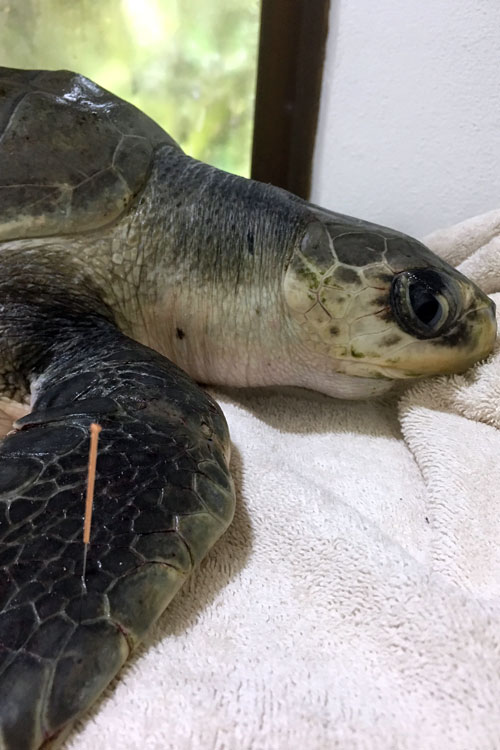 Turtle patient Eve having accupuncture treatment