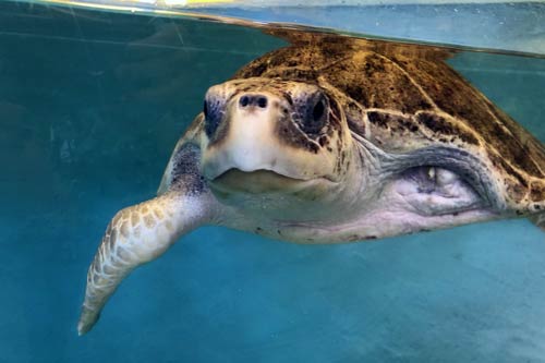 Turtle patient Joy ready to be released back into the wild.