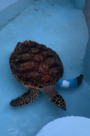 Hawksbill turtle patient KG at ORP turtle rescuce centre, Maldives