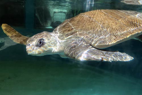 Turtle patient Lucky, an olive ridley, was successfully released after 3 months at the ORP Marine Turtle Rescue Centre.  