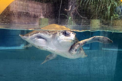 Turtle patient Thomas in the tank at the ORPRescue Centre, Maldives.