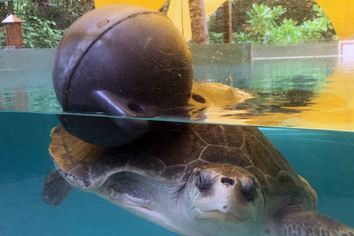 Turtle patient Thomas playing with a ball for enrichment, ORP Marine Turtle Rescue Centre, Maldives