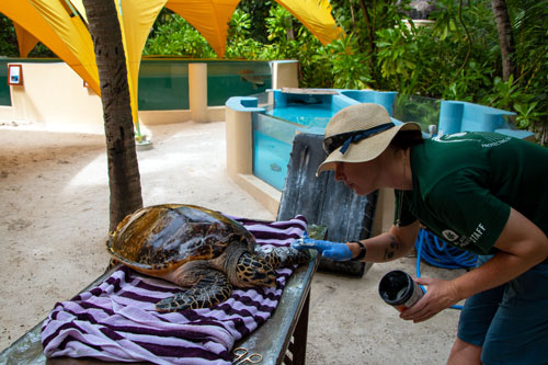 Turtle Vet Jackie treating turtle patient KG's wounds