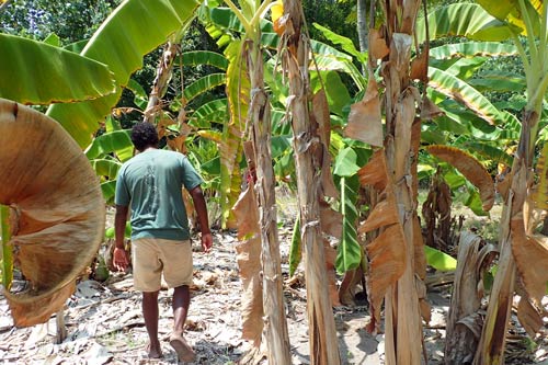 Banana plantation on Kelaa, Maldives. Photo by Ali Naxim