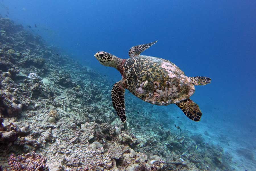 Hawksbill turtle swimming in Ha Kelaa Atoll, Maldives. Image.