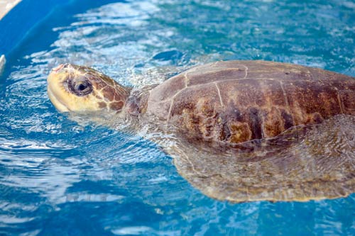 Azura at the One & Only Turtle Rehabilitation Centre Maldives