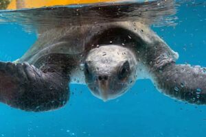 GHost gear victim Orla, an olive ridley turtle, Maldives