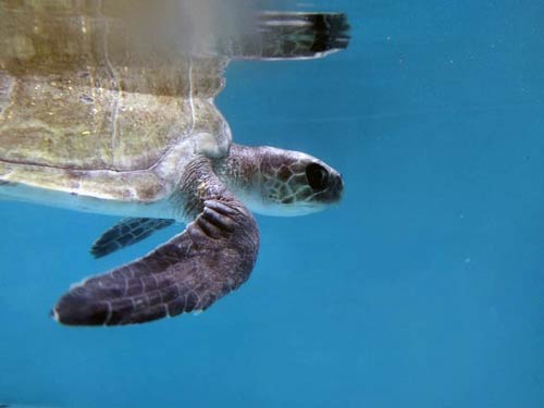 Turtle patient Orla swimming in her tank at the ORP turtle rescue centre, Maldives