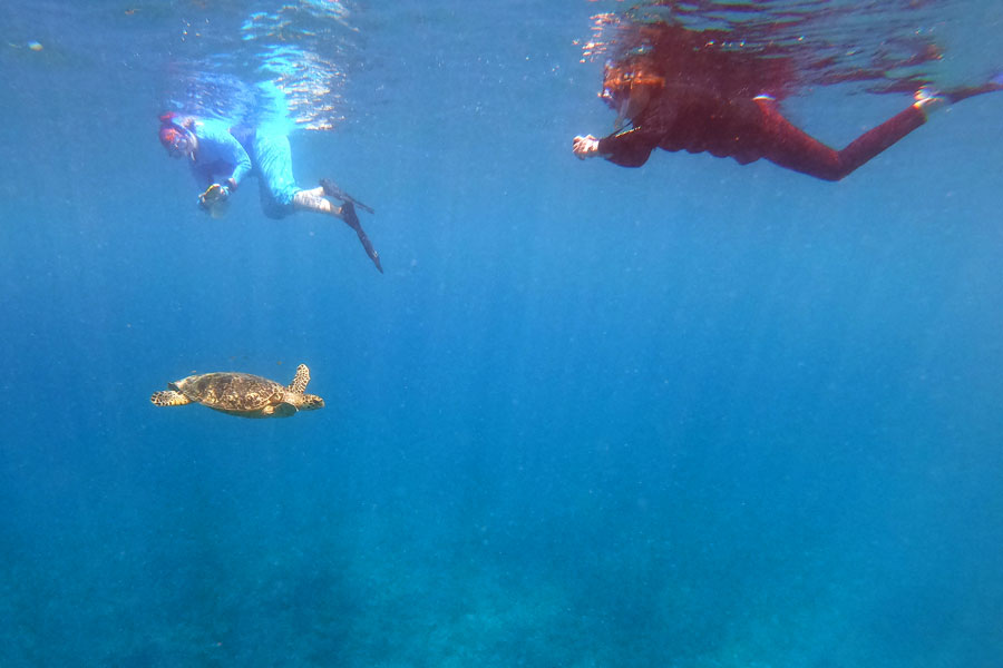 Expedition volunteers id'ing a haksbill turtle