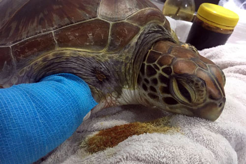 Turtle patient Amal at ORP Turtle Rescue Centre Maldives