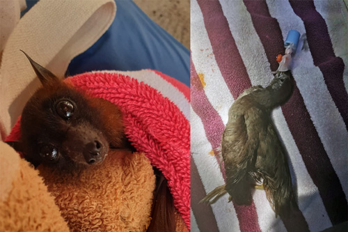 Orphaned baby-bat Vlad and water hen Gimpy were treated at the Rescue Centre