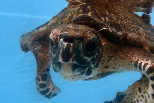 Hawksbill turtle patient Kaushell at the ORP Rescue Centre Maldives