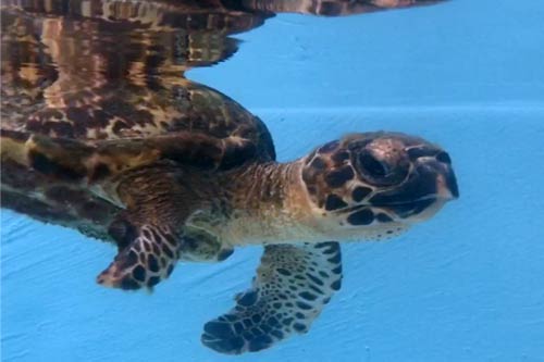 Turtle patient Kaushell ORP Turtle Rescue Centre Maldives