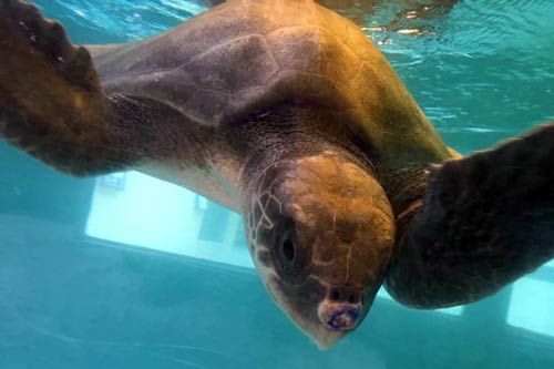 Turtle patient Talia Olive Ridley Project