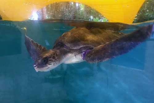 Turtle patient Talia, olive ridley turtle, ORP Turtle Rescue Centre