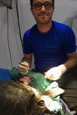 Visiting Vet Franceso during surgery on turtle patient Orla