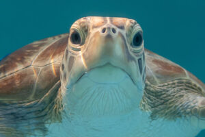 Green turtle, Maldives