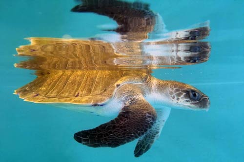 Ghost gear victim Beasty at ORP Turtle Rescue Centre Maldives