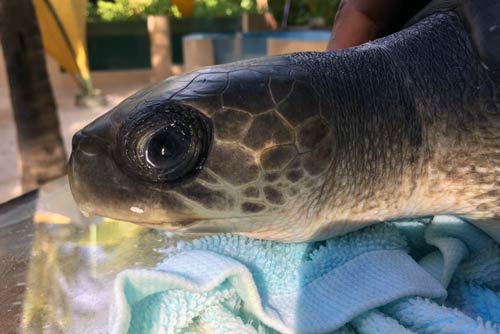 Olive ridley ghost gear victim June at ORP Turtle Rescue Centre, Maldives