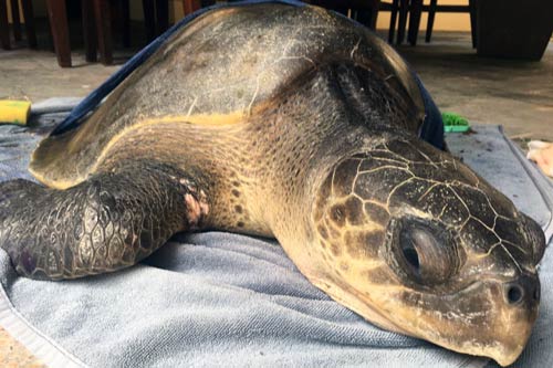 Olive ridley ghost gear victim Shimmi at ORP Turtle Rescue Centre, Maldives