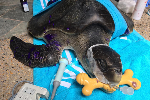 Turtle patient Delilah post surgery ORP Turtle Rescue Centre Maldives