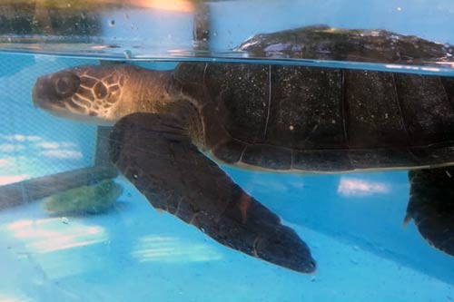 Turtle patient Esther at the Olive Ridley Project Turtle Rescue Centre, Maldives