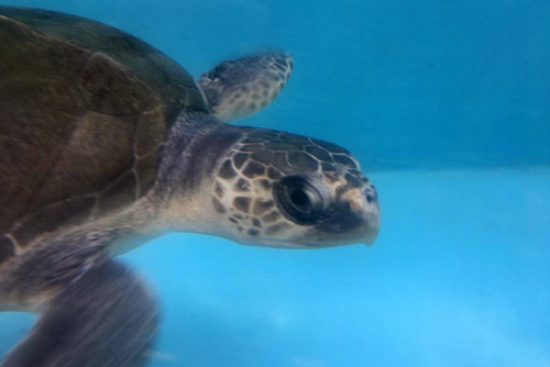 Turtle patient June, olive ridley, in the tank at the ORP Marine Turtle Rescue Centre, Maldives