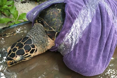 Turtle patient KG wrapped up and ready for her sea plane flight back to her home atoll