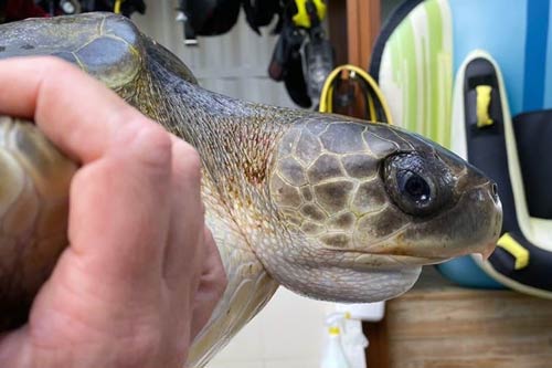 Olive ridley turtle Merry, ORP Turtle Rescue Centre Maldives